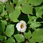 z_ヤマシャクヤク